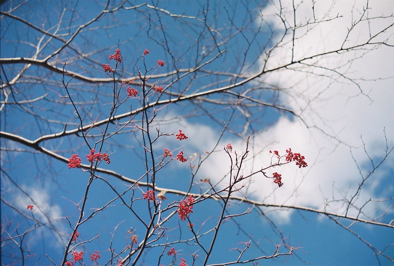 LOW ANGLE VIEW OF BARE TREE BRANCHES DURING WINTER