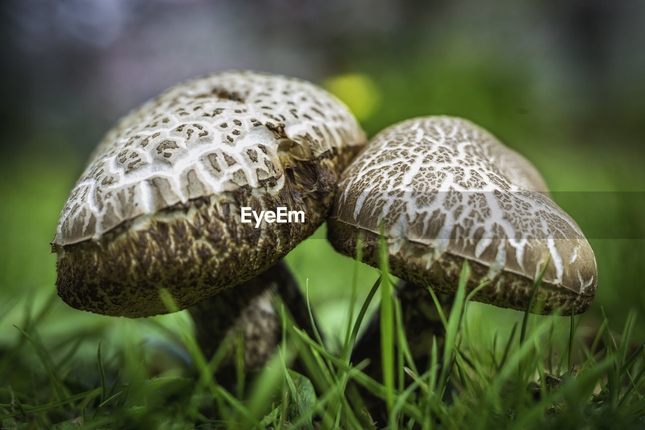 Close-up of mushroom growing on field