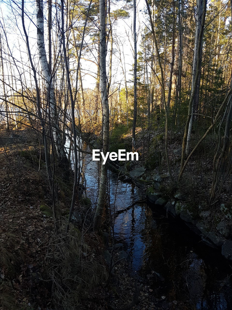 VIEW OF TREES IN FOREST