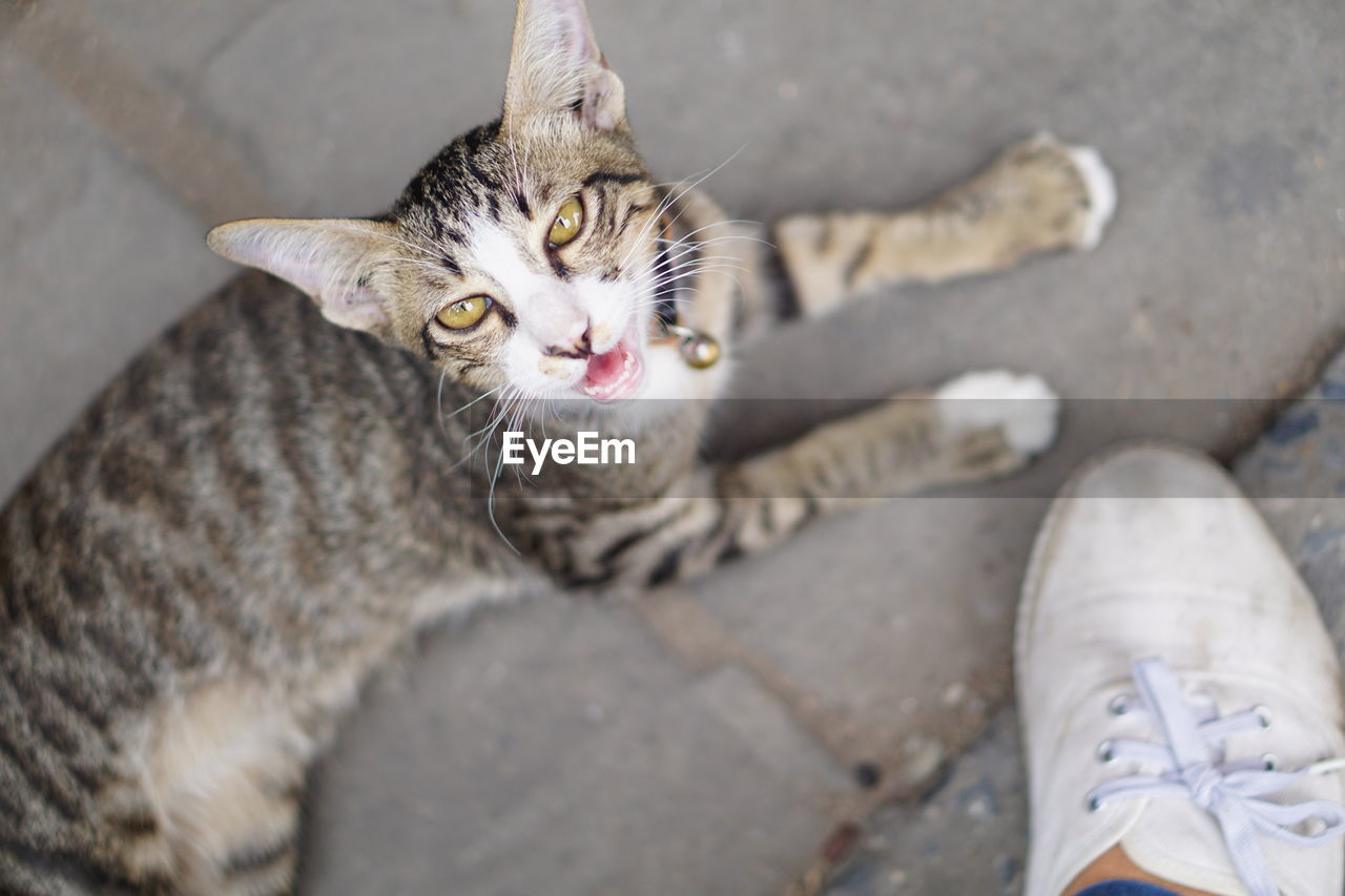 HIGH ANGLE PORTRAIT OF CAT OUTDOORS