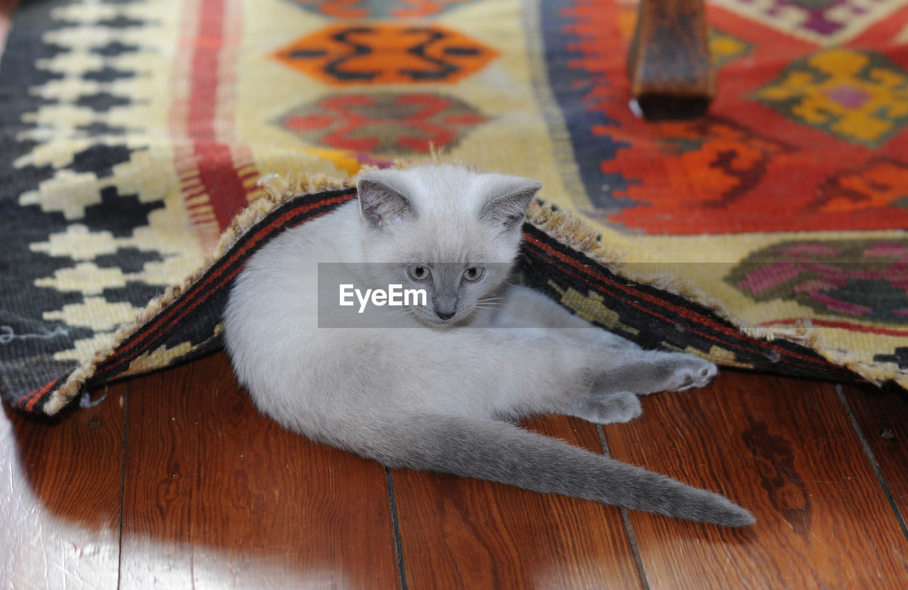 High angle view of cat sitting under rug at home