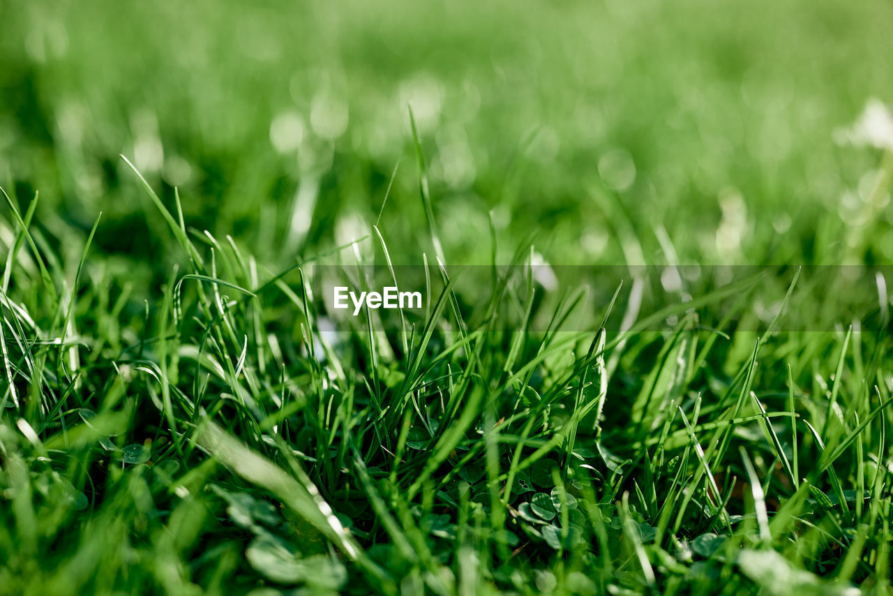 close-up of grass on field