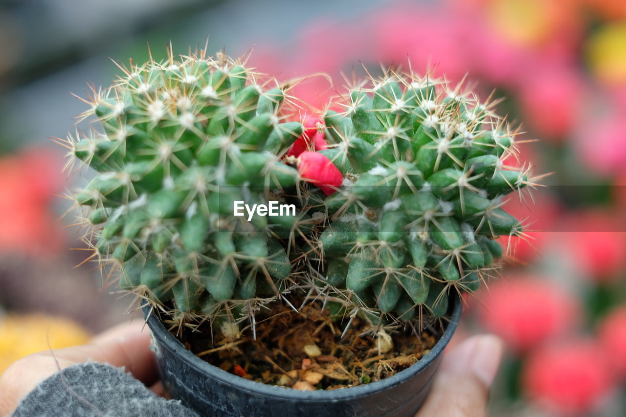 Close-up of cactus plant