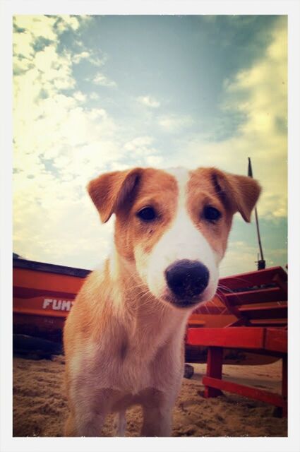 PORTRAIT OF DOG LOOKING AWAY