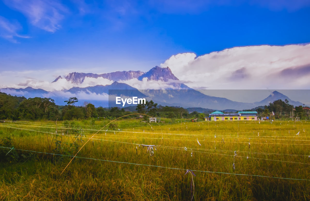 Paddy field and mount kinabalu view