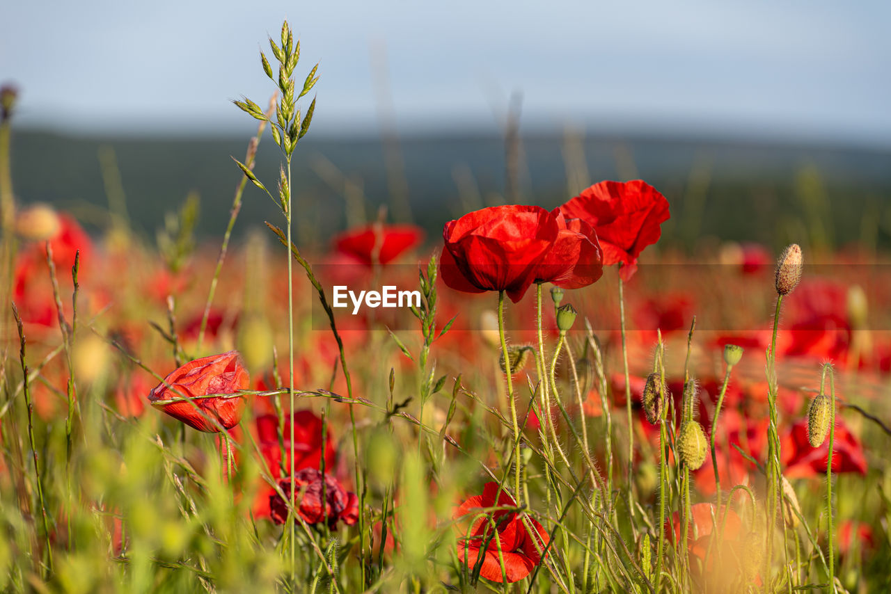 CLOSE-UP OF RED POPPY FLOWERS GROWING ON FIELD