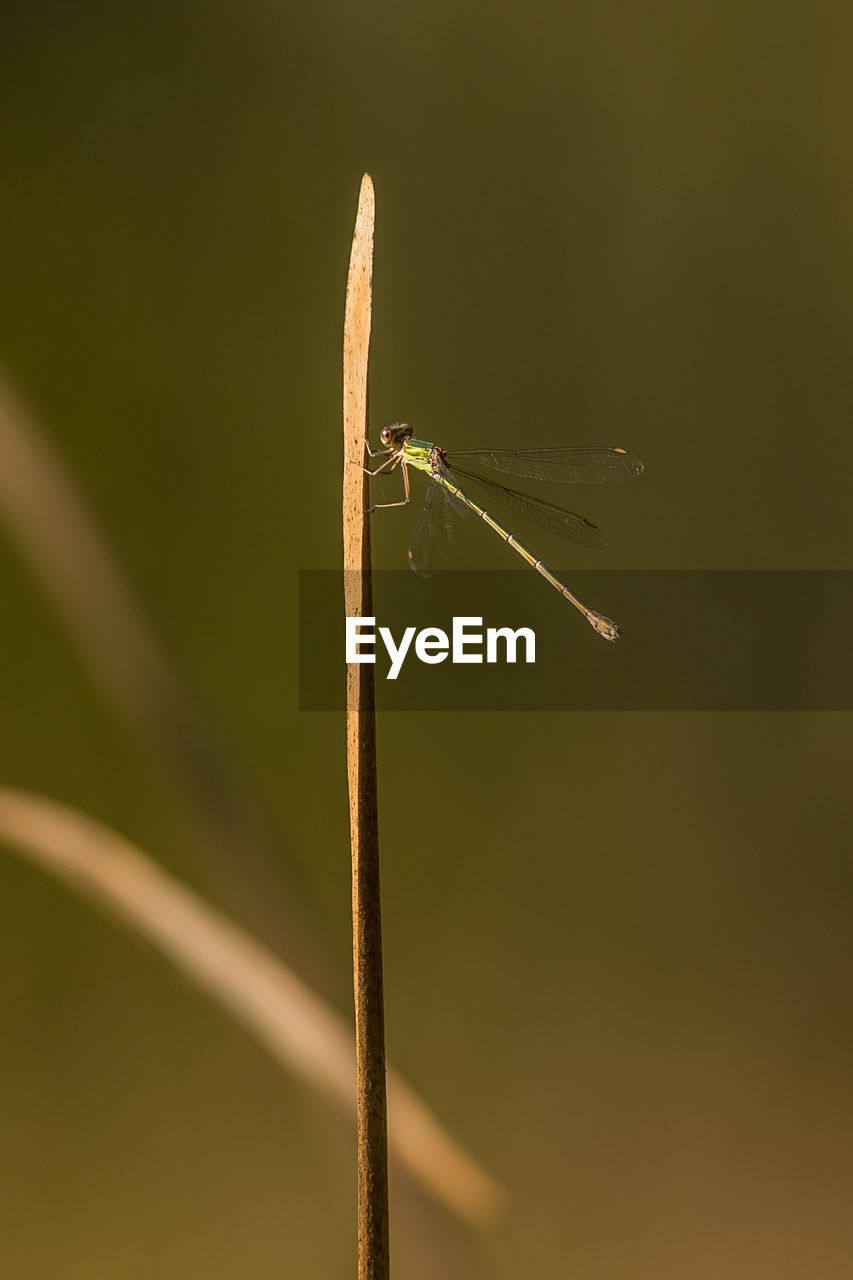 CLOSE-UP OF DRAGONFLY ON A LEAF