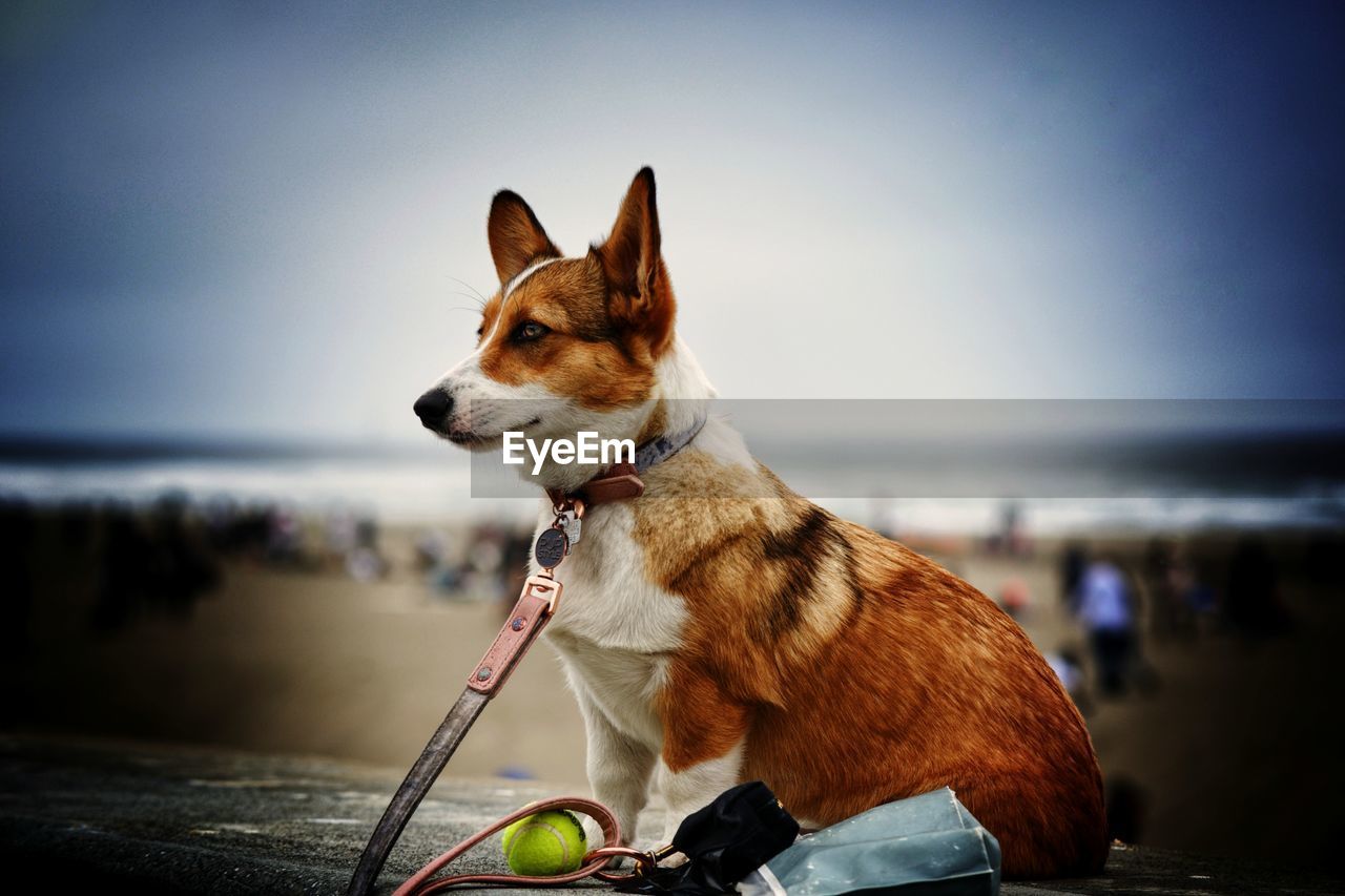 View of dog on beach