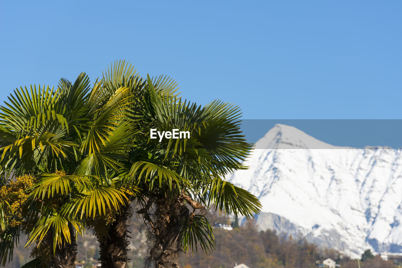 Palm trees with snowcapped mountain in background against clear blue sky