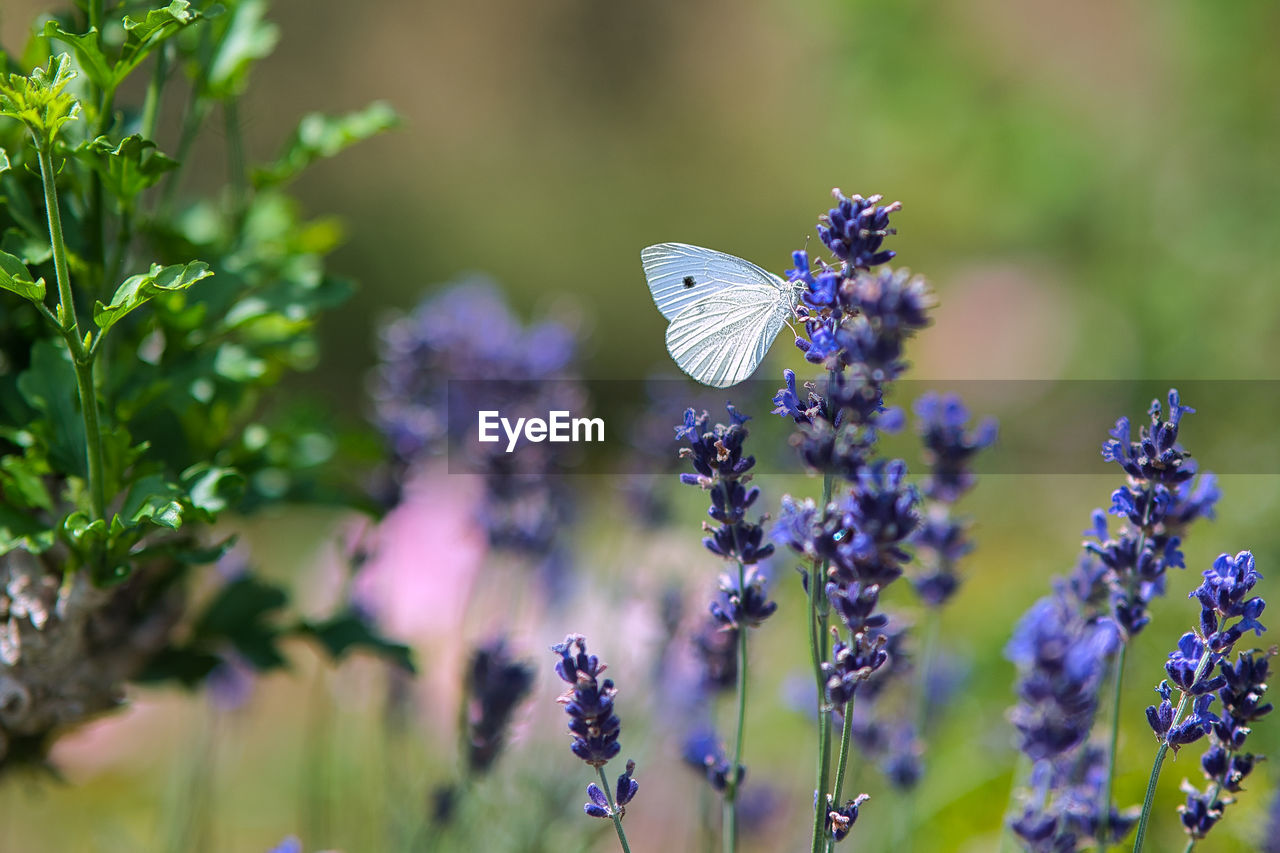 Close-up of butterfly on purple flower