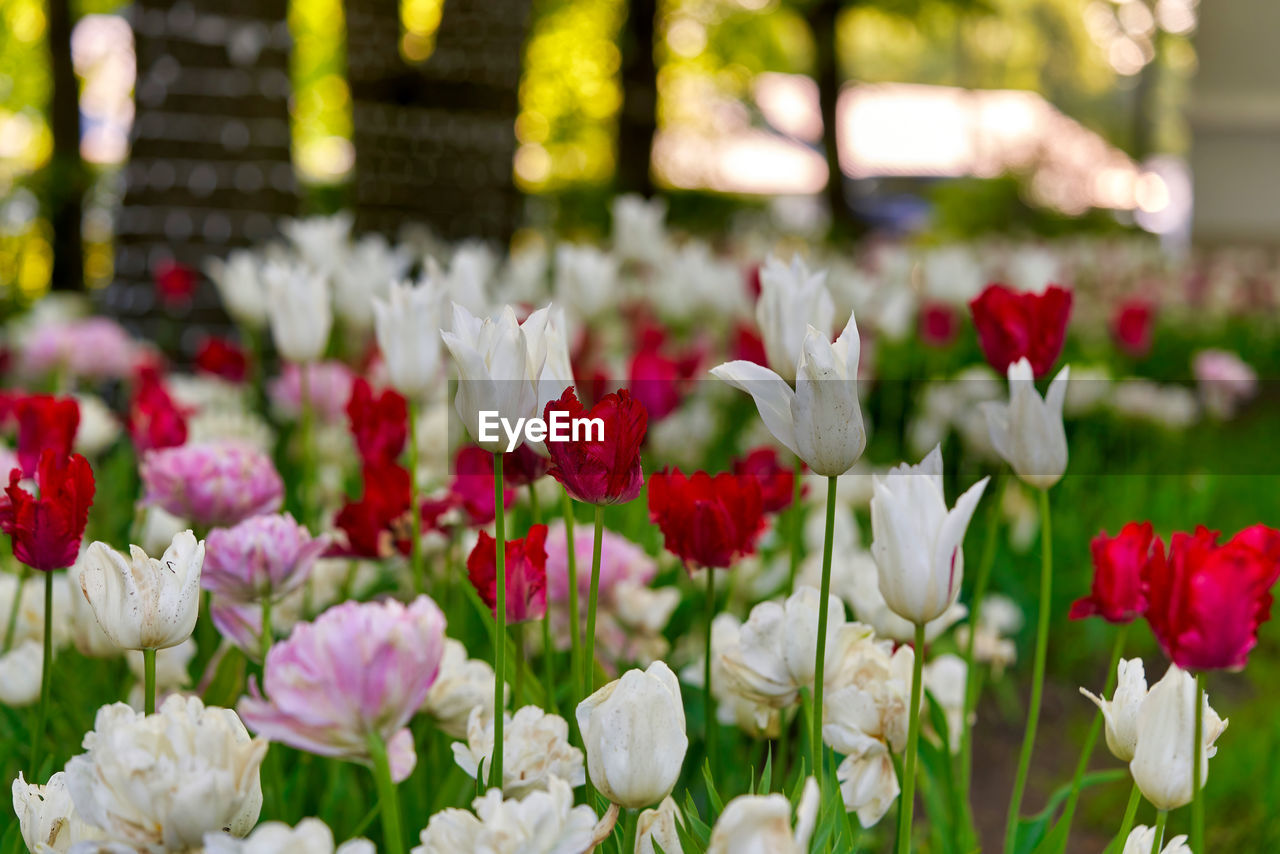 flower, flowering plant, plant, beauty in nature, freshness, nature, tulip, fragility, red, springtime, close-up, petal, flower head, flowerbed, no people, growth, multi colored, inflorescence, ornamental garden, floristry, outdoors, garden, blossom, focus on foreground, pink, spring, botany, front or back yard, selective focus, day, environment, landscape, green, summer, leaf, plant part, sunlight