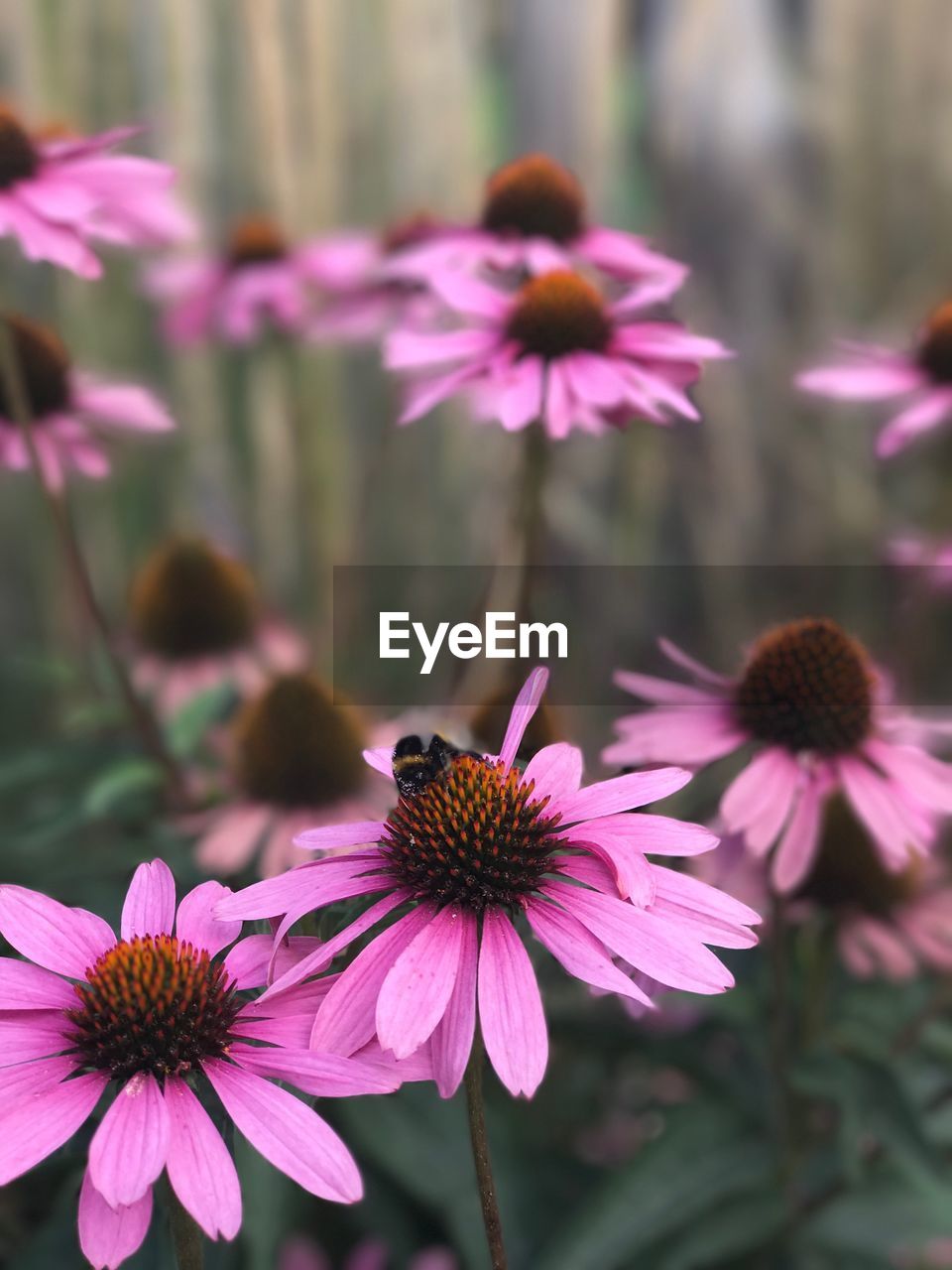 Close-up of pink cosmos flowers