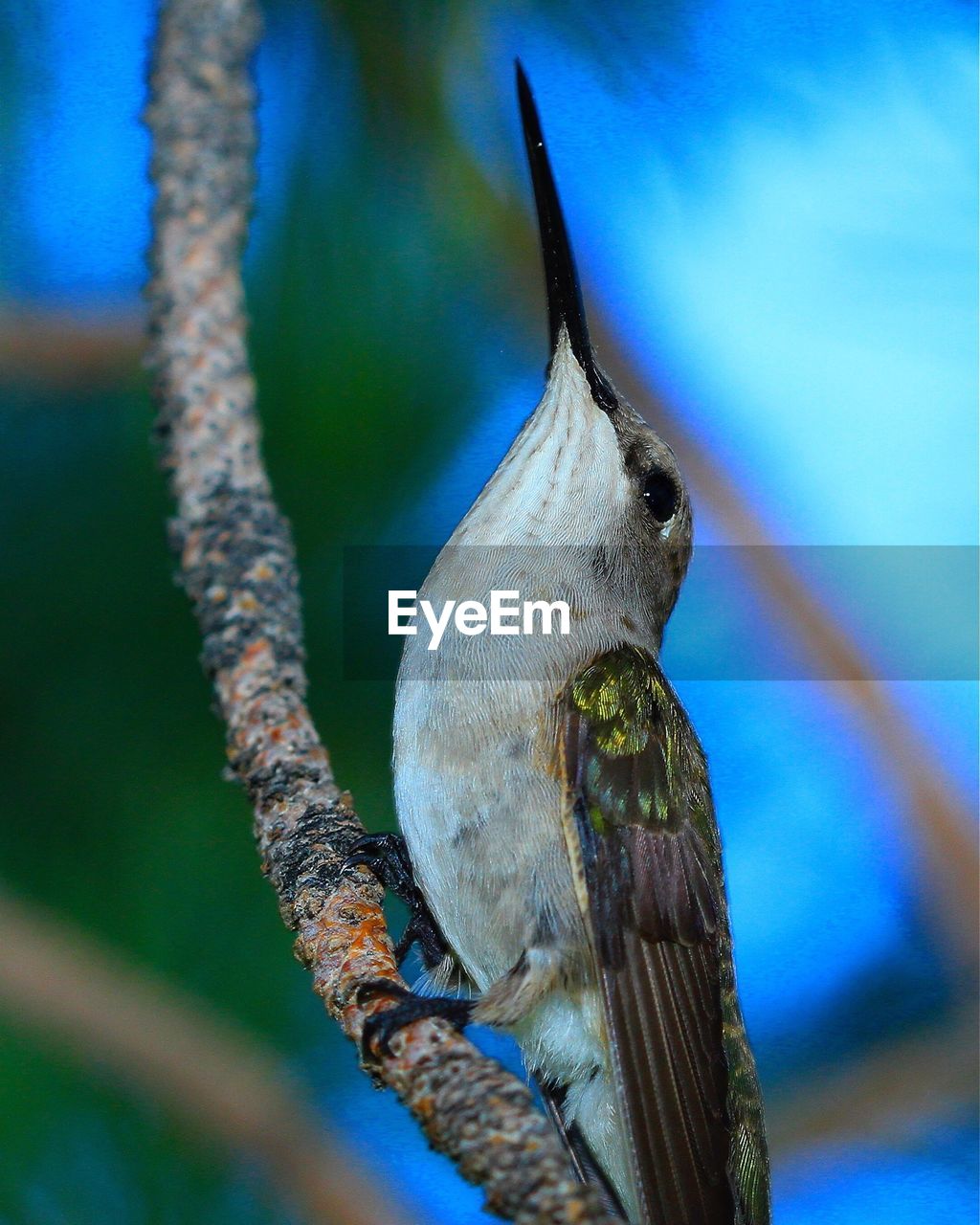 Close-up of bird against dark background
