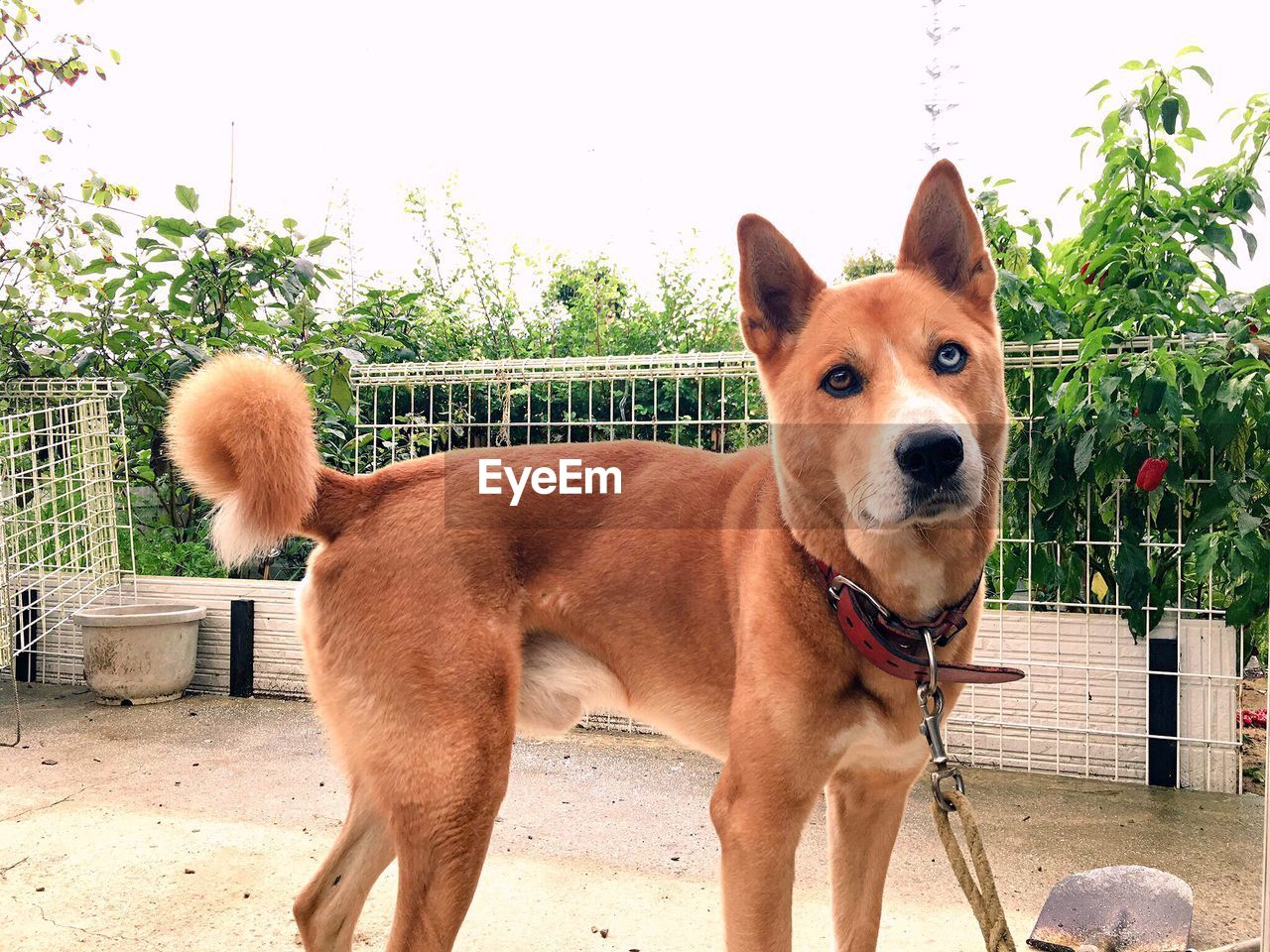 CLOSE-UP PORTRAIT OF DOG