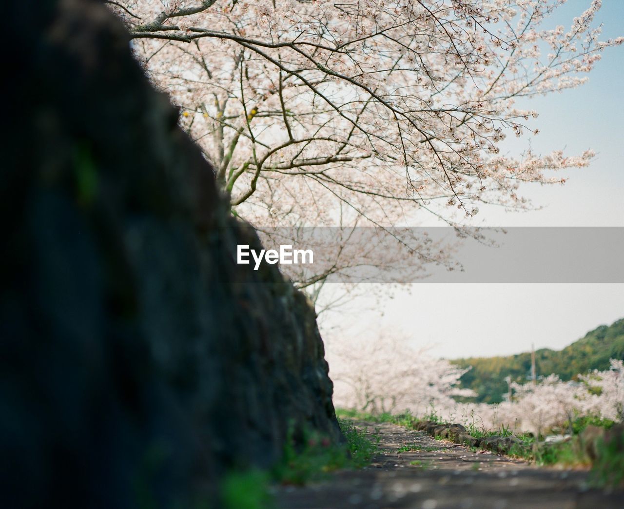 CLOSE-UP OF CHERRY BLOSSOM BY TREE