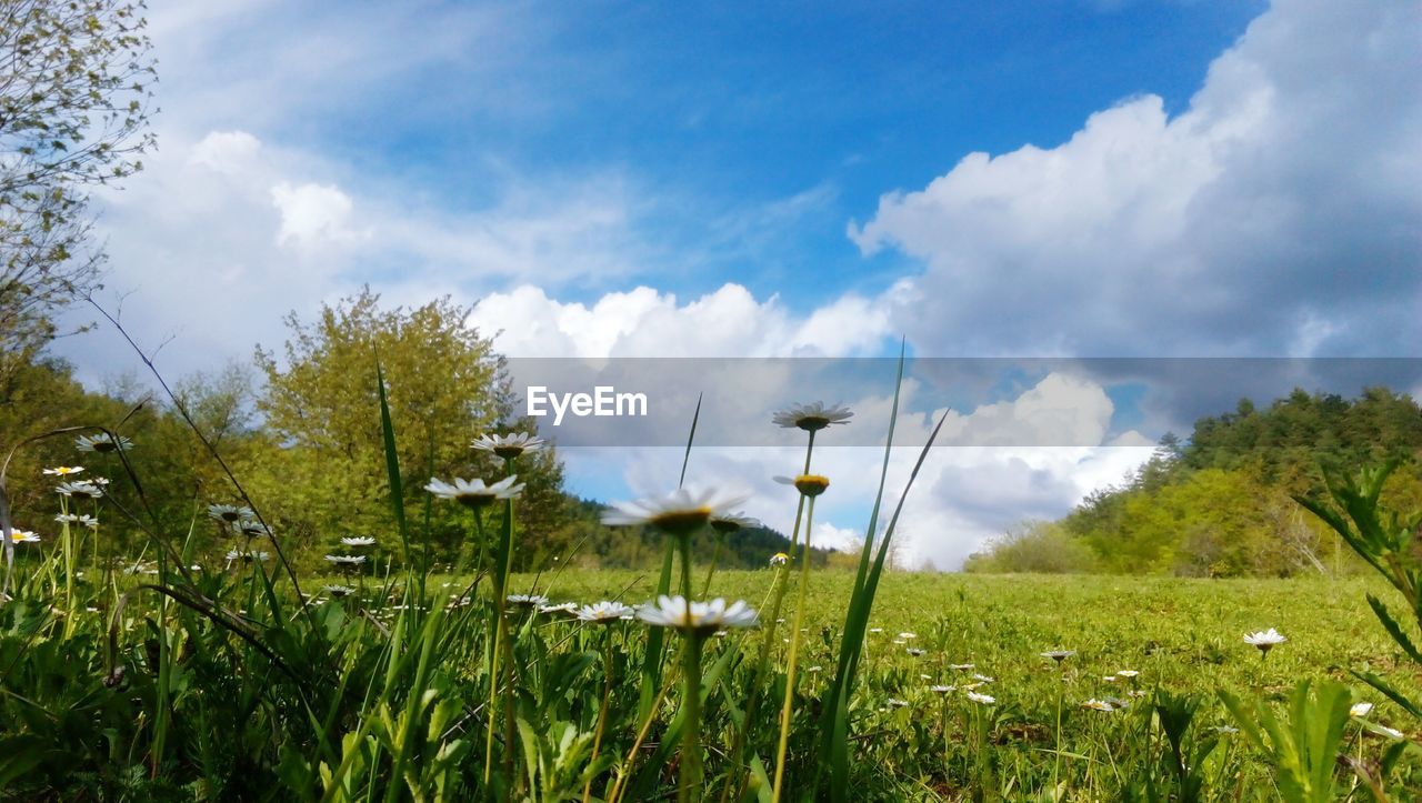 VIEW OF FIELD AGAINST CLOUDY SKY