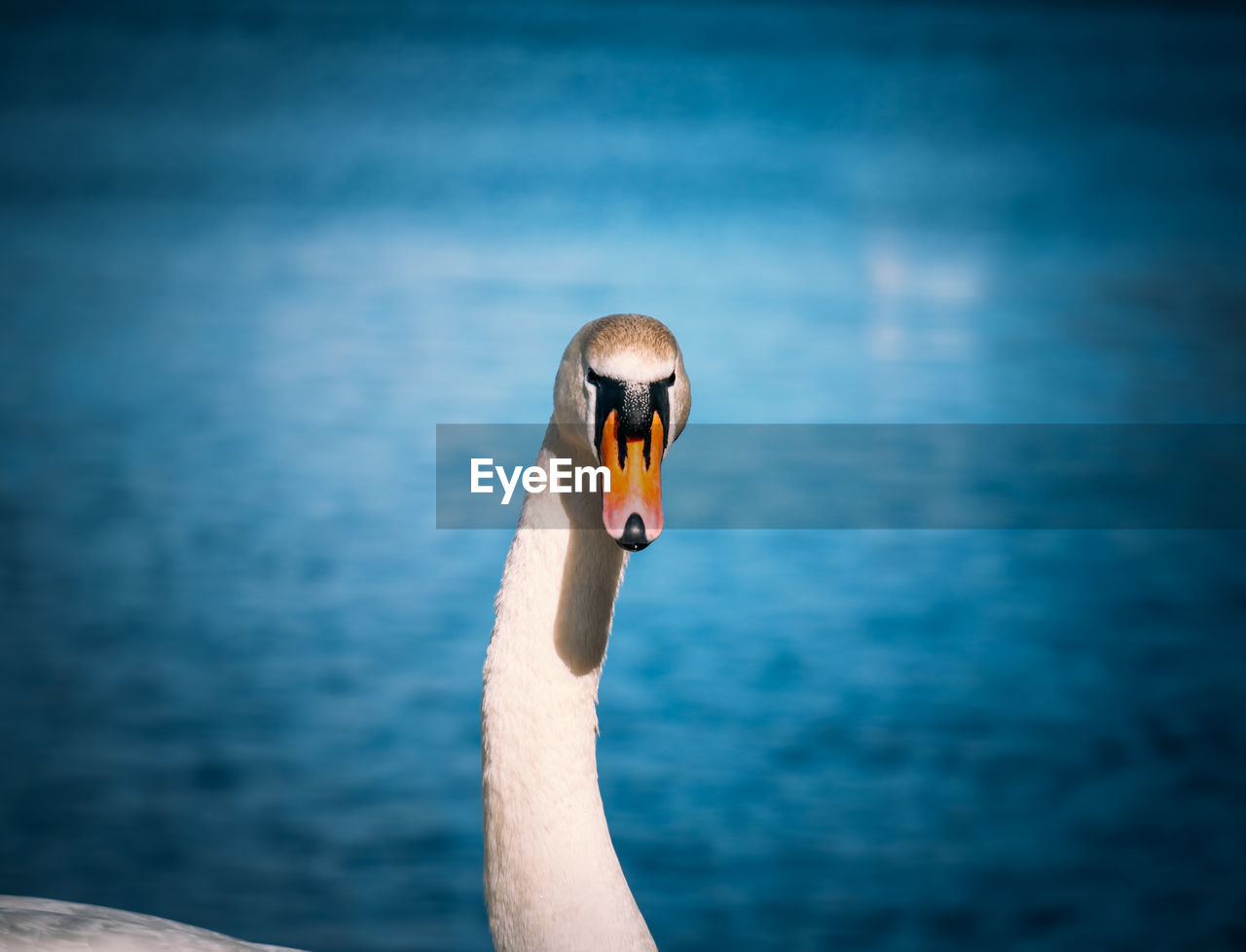 CLOSE-UP OF A SWAN