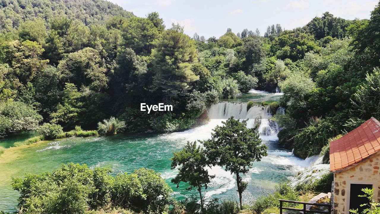 TREES GROWING BY RIVER IN FOREST