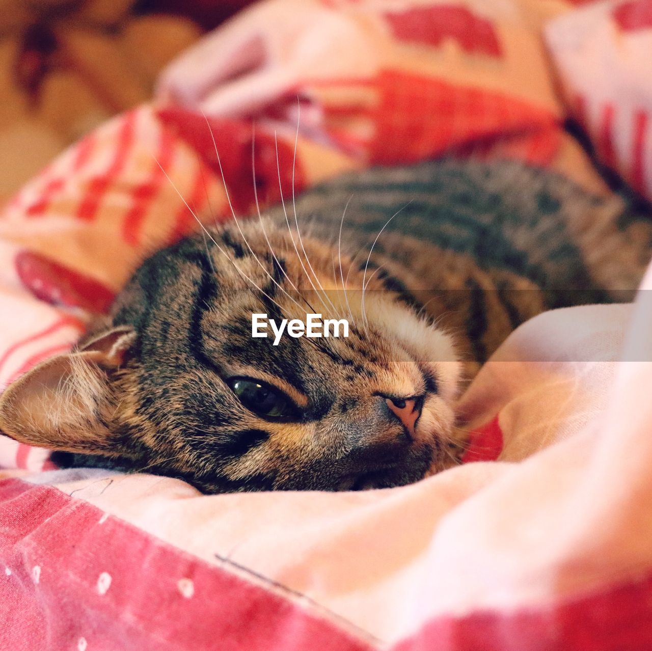 Close-up of cat lying on bed