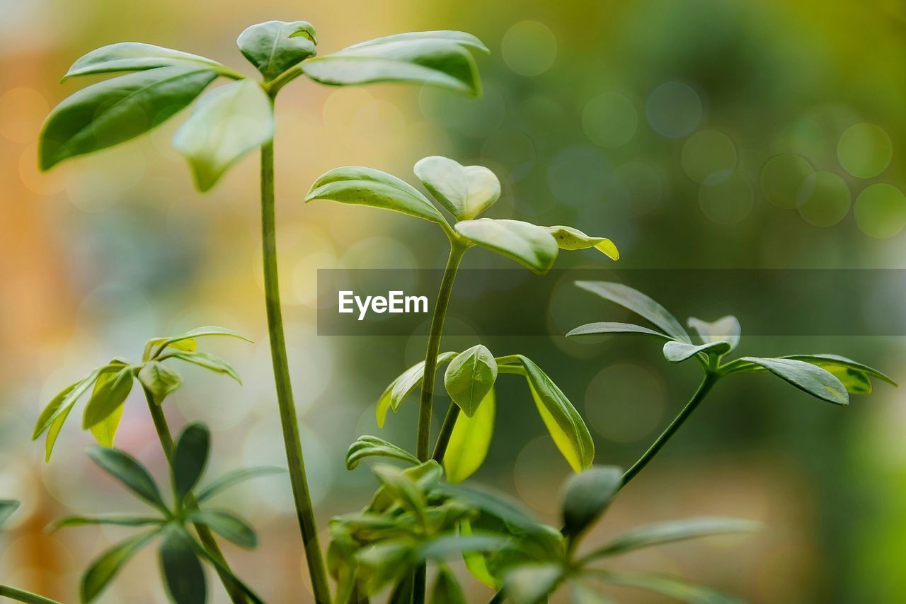 Close-up of plants growing outdoors