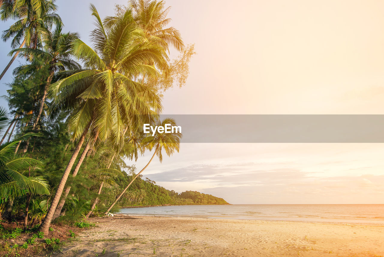 SCENIC VIEW OF PALM TREES ON BEACH AGAINST SKY