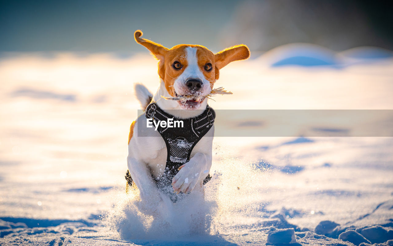 Portrait of a dog in snow