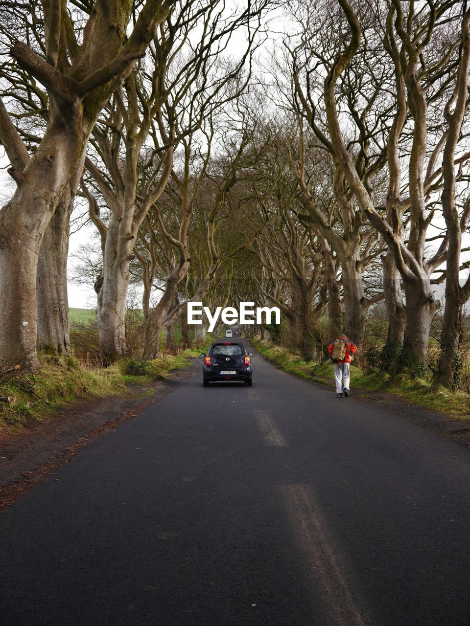 CARS ON ROAD AGAINST TREES