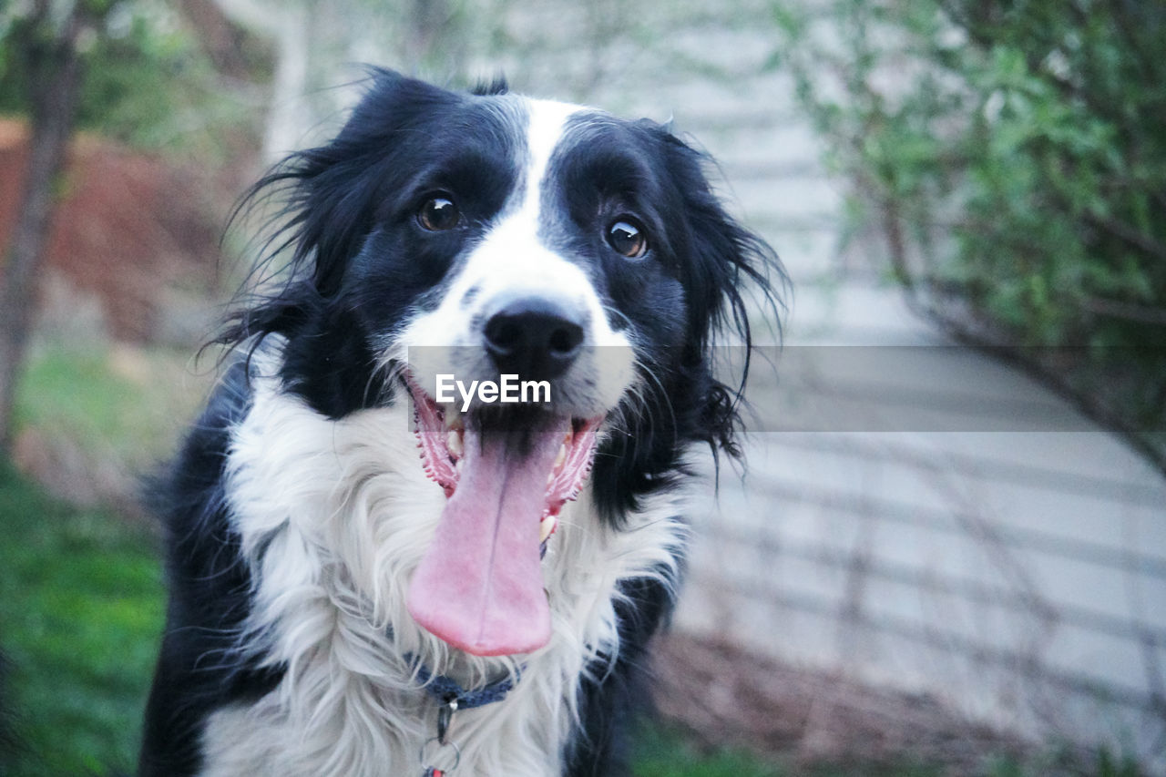 Close-up portrait of border collie 