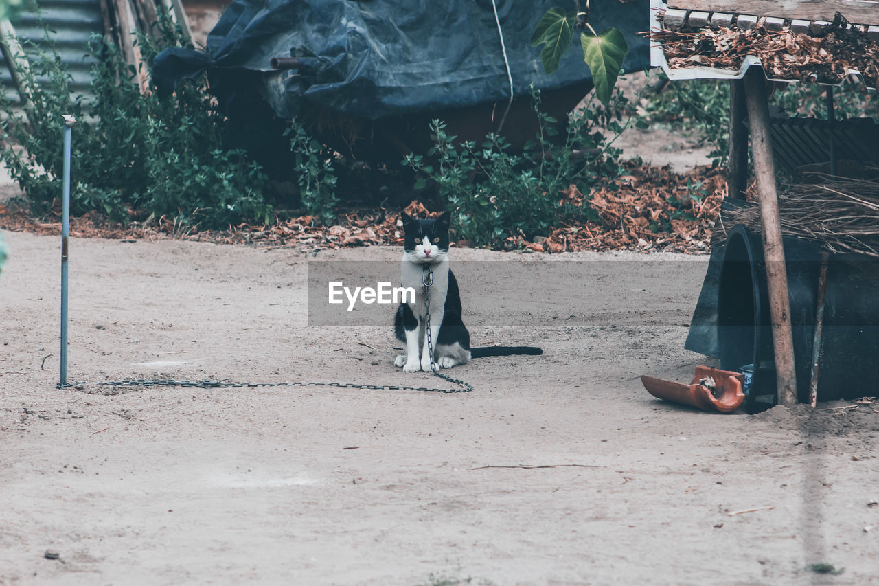 Prisoner cat sitting in park