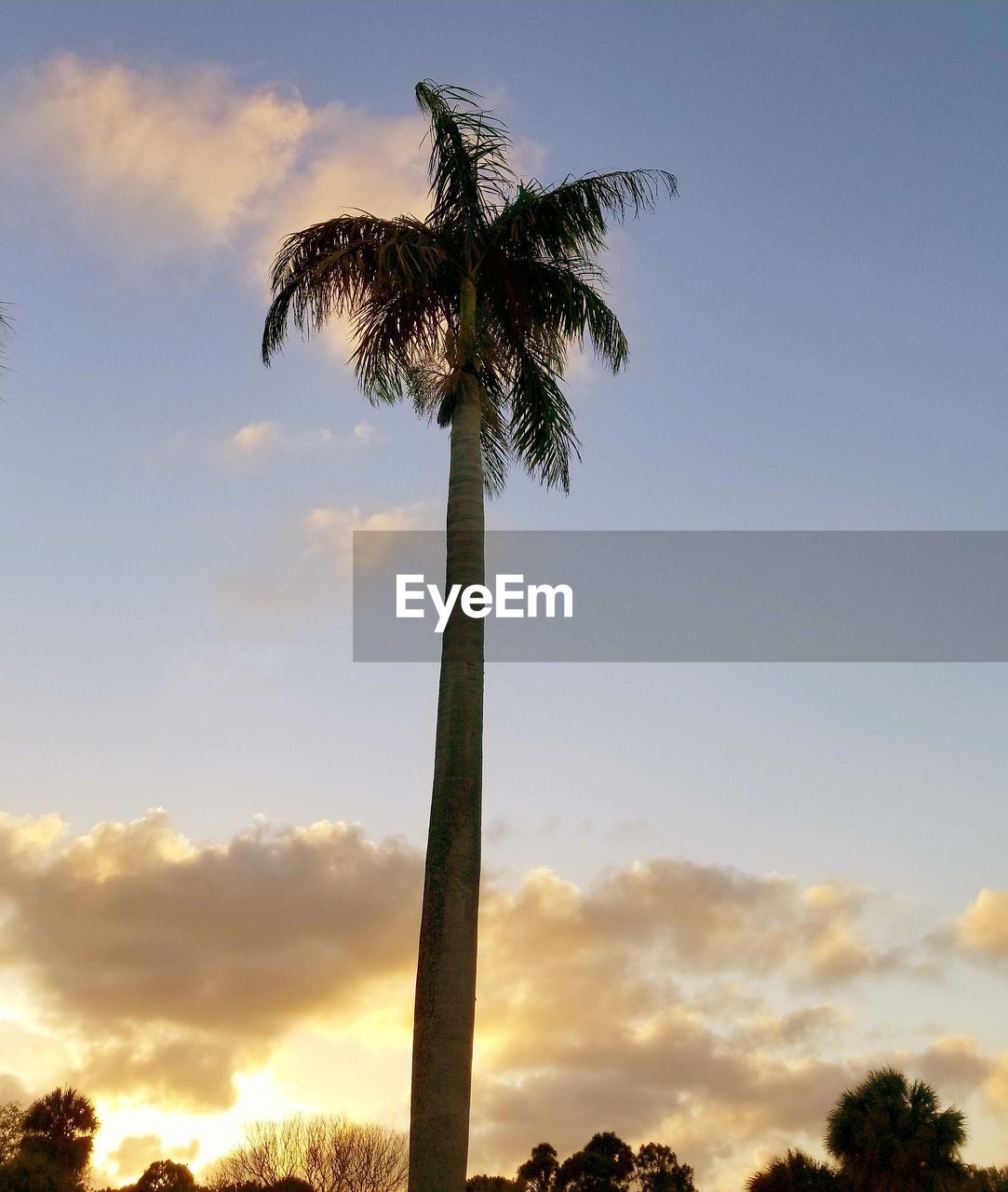 LOW ANGLE VIEW OF SILHOUETTE PALM TREES AGAINST SKY