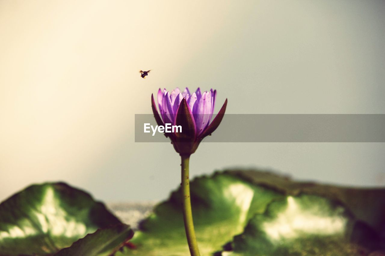 CLOSE-UP OF PURPLE FLOWER IN A PLANT