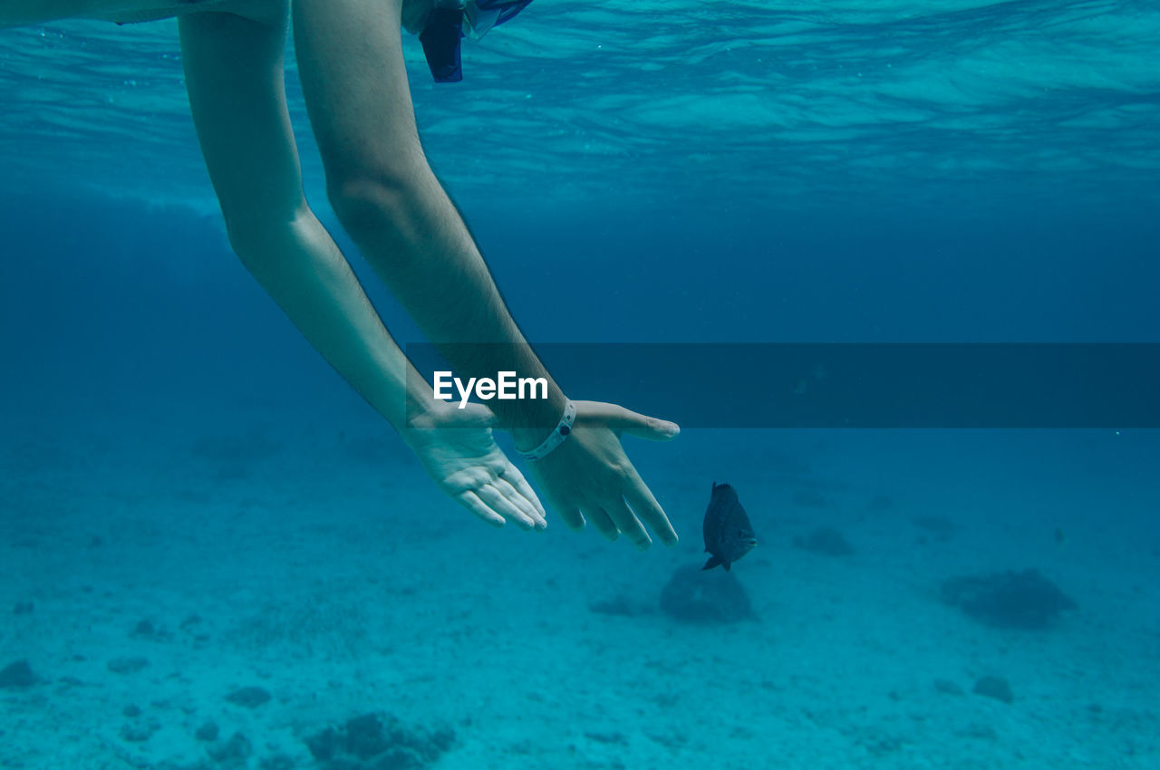 Cropped hands of man reaching for fish while swimming undersea