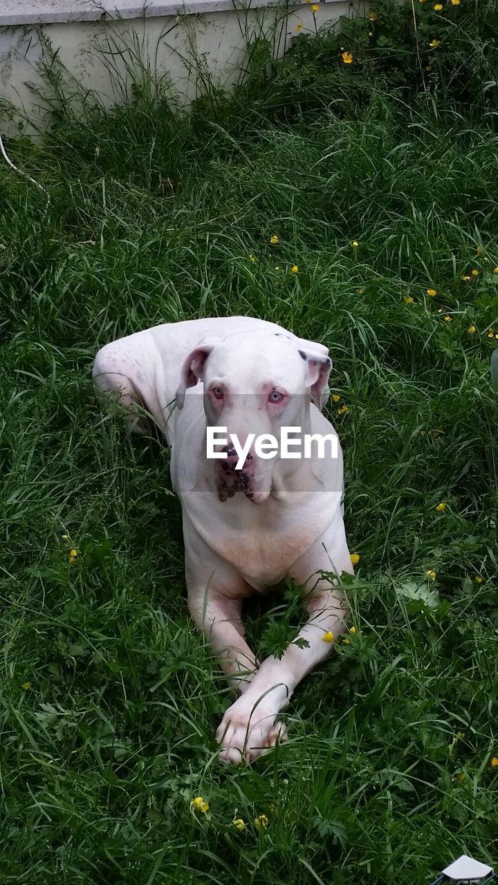 High angle view of great dane relaxing on field