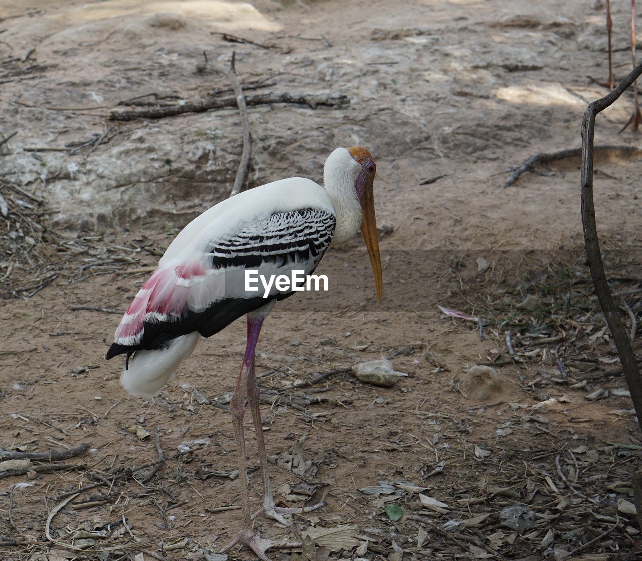 Close-up of bird perching on a land