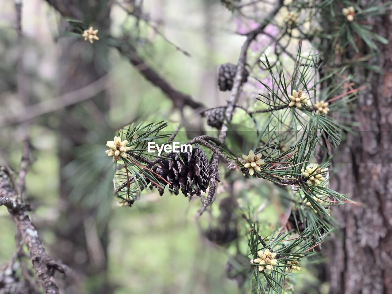 CLOSE-UP OF BUMBLEBEE ON TREE BRANCH