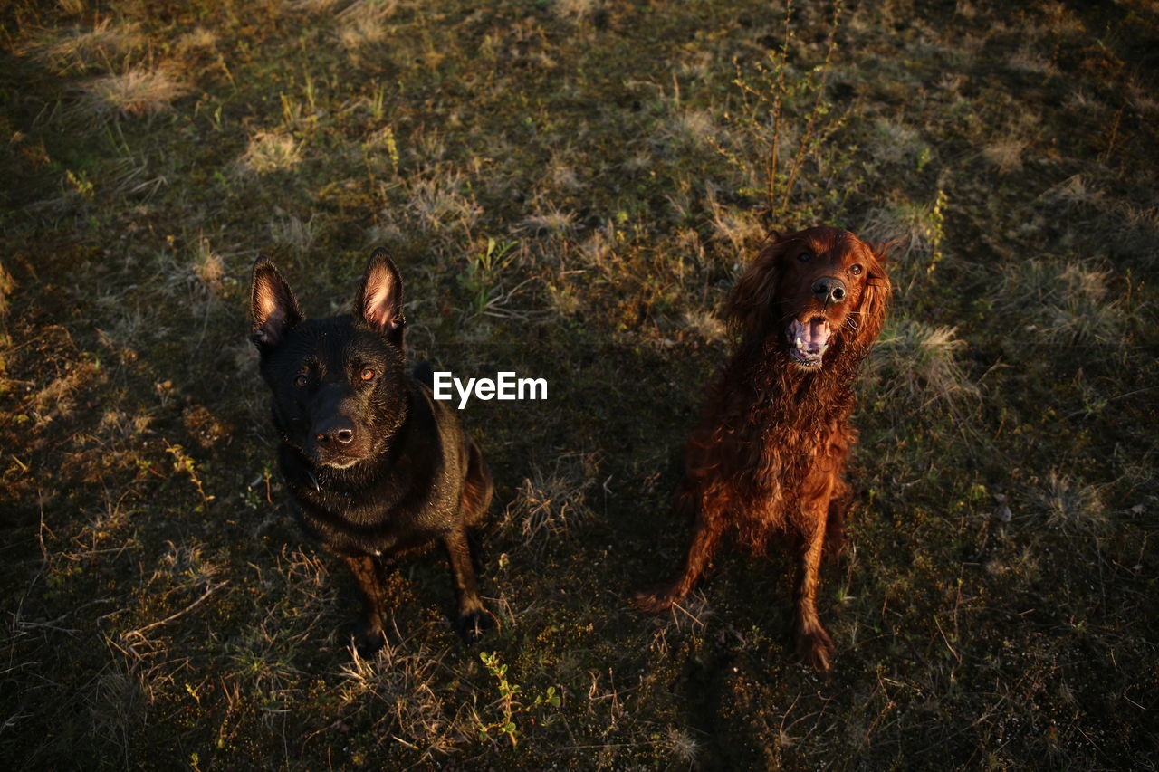 Portrait of dogs sitting on grass