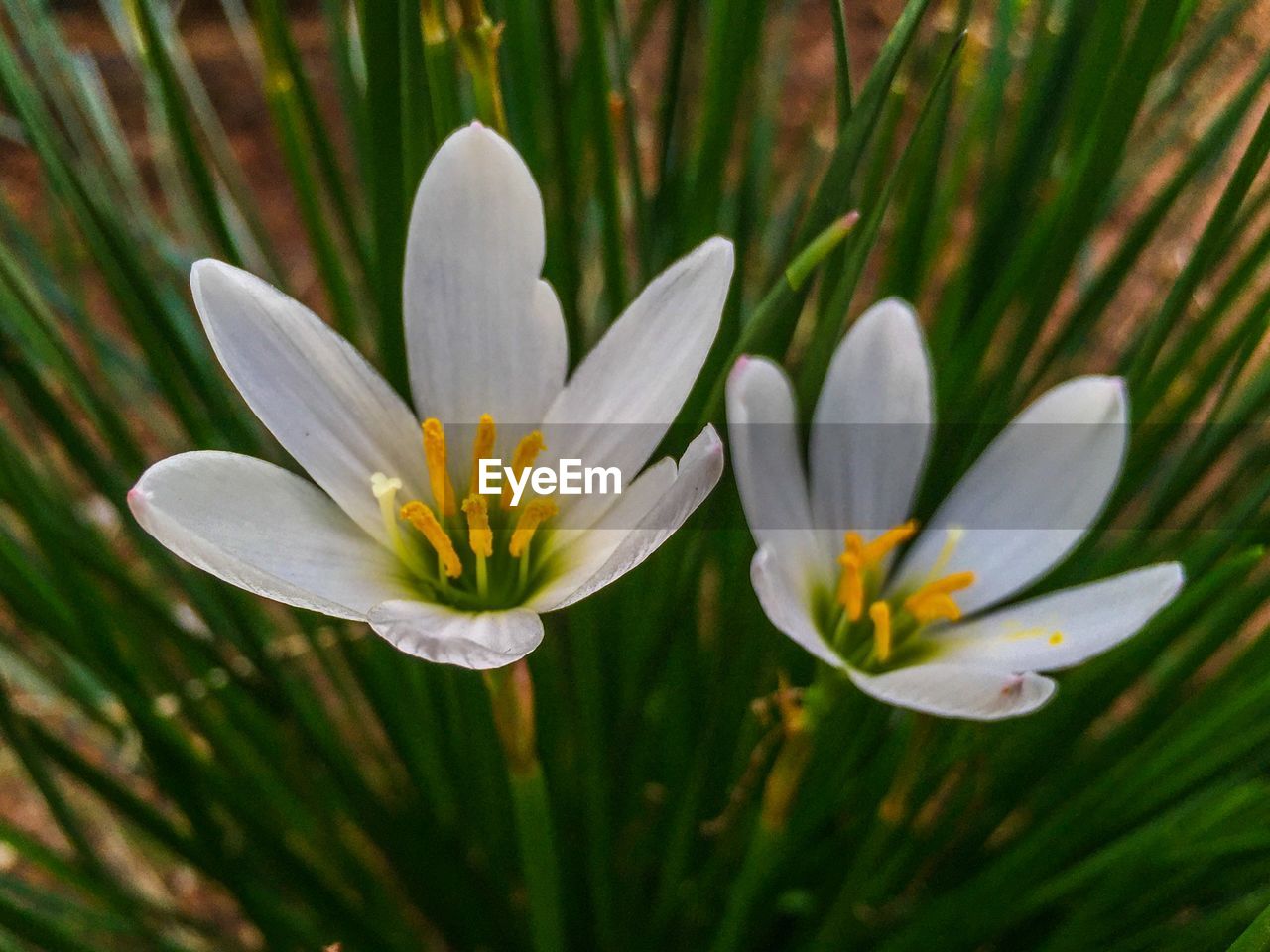 CLOSE-UP OF WHITE FLOWERS BLOOMING OUTDOORS