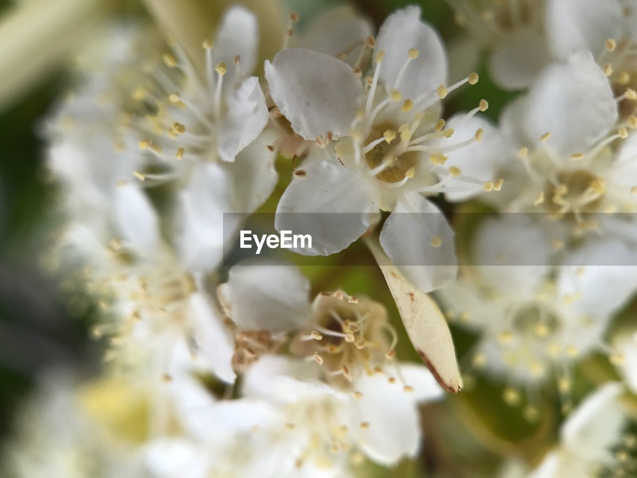 FULL FRAME SHOT OF WHITE FLOWERS BLOOMING OUTDOORS