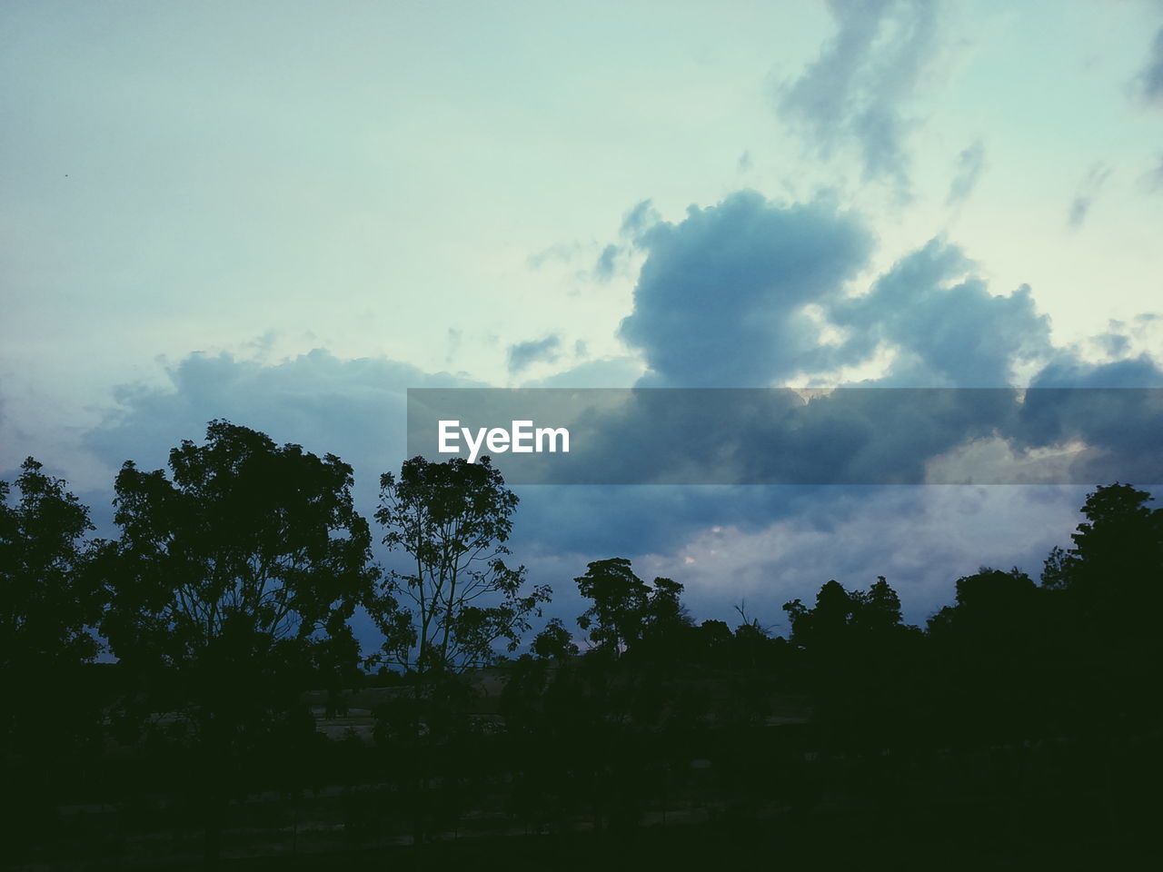 SILHOUETTE OF TREES AGAINST SKY