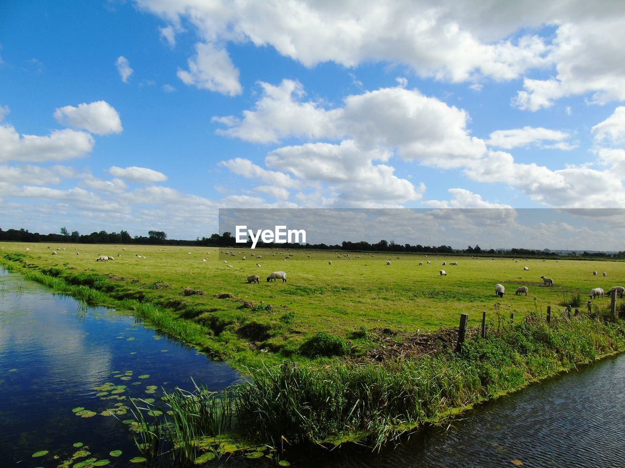 Sheep on grassy landscape against sky