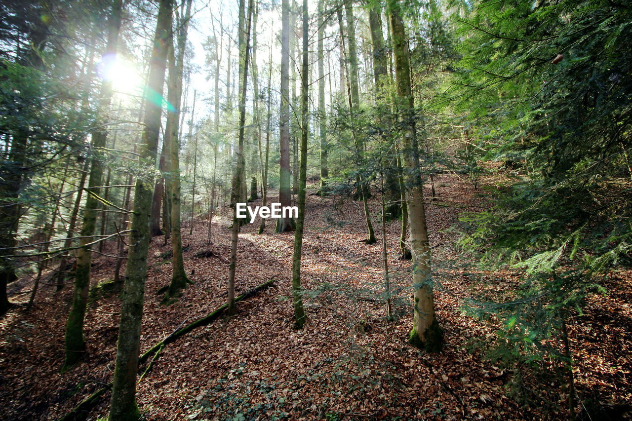 PANORAMIC SHOT OF TREES IN FOREST