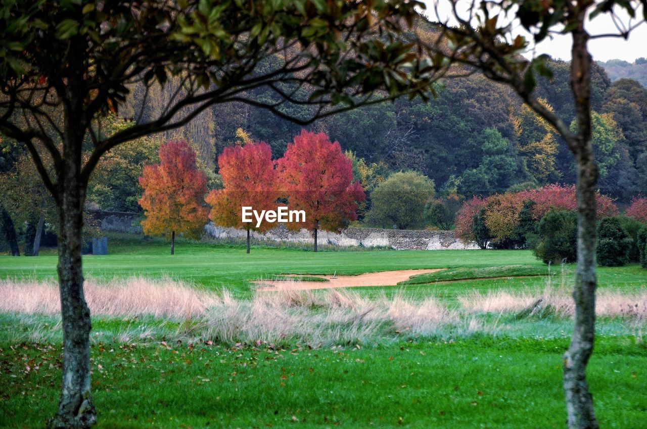 Maple trees in park