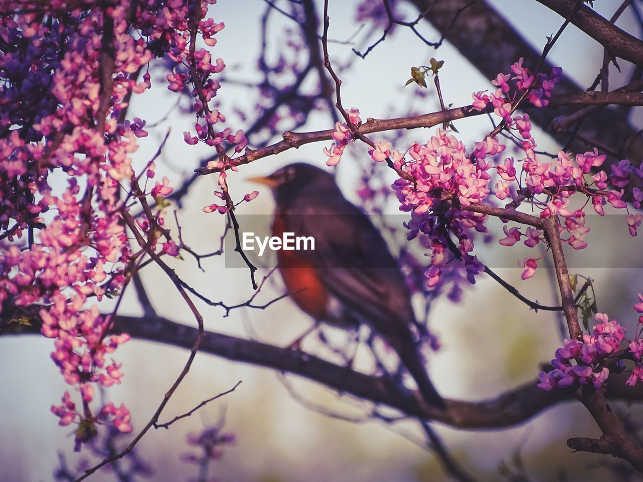 VIEW OF CHERRY BLOSSOM