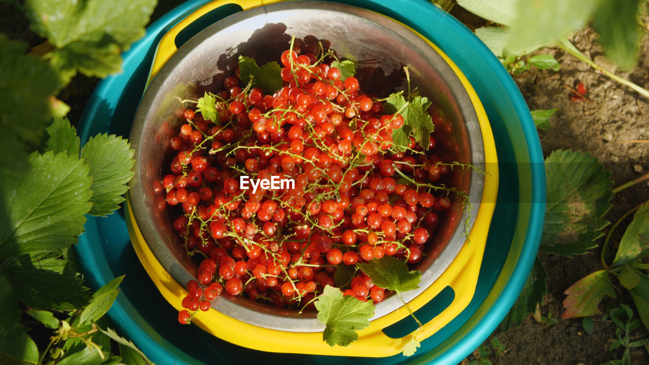 food and drink, food, plant, healthy eating, leaf, produce, wellbeing, flower, high angle view, nature, freshness, vegetable, plant part, no people, spice, directly above, fruit, dish