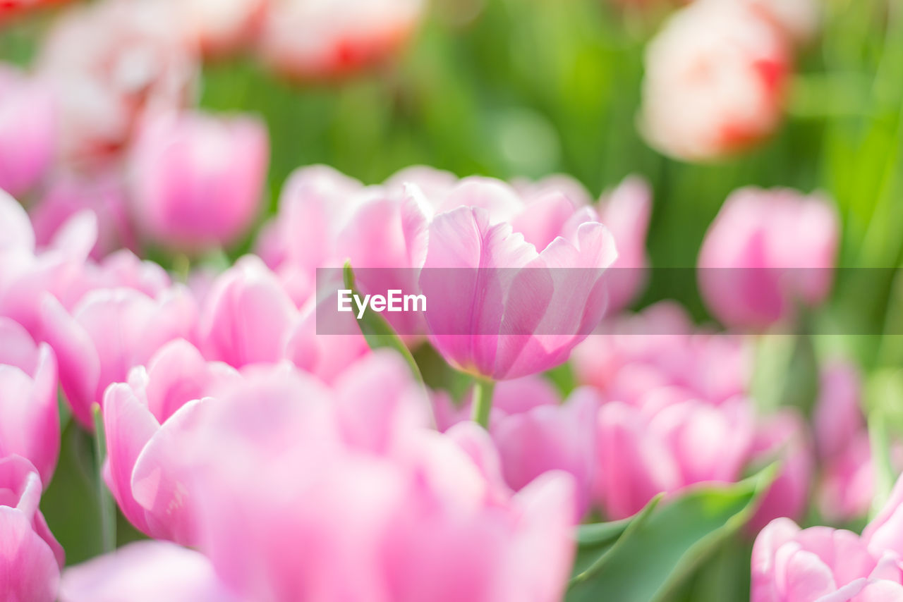 CLOSE-UP OF PINK FLOWER BLOOMING OUTDOORS