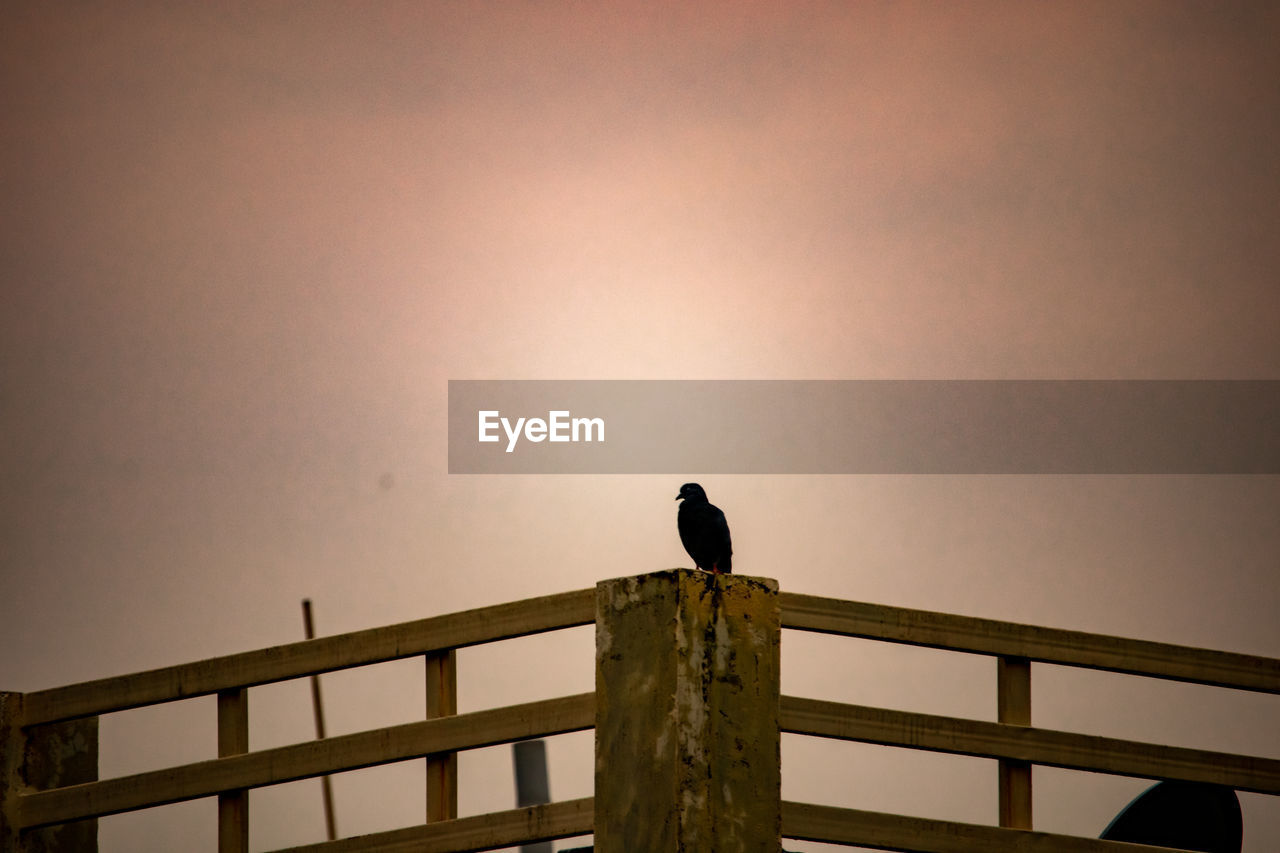 Low angle view of bird perching on railing against sky