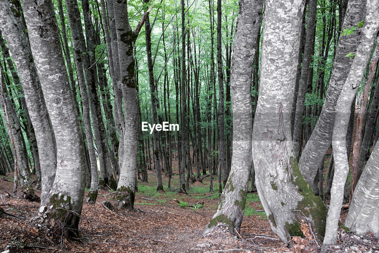 Trees growing in forest