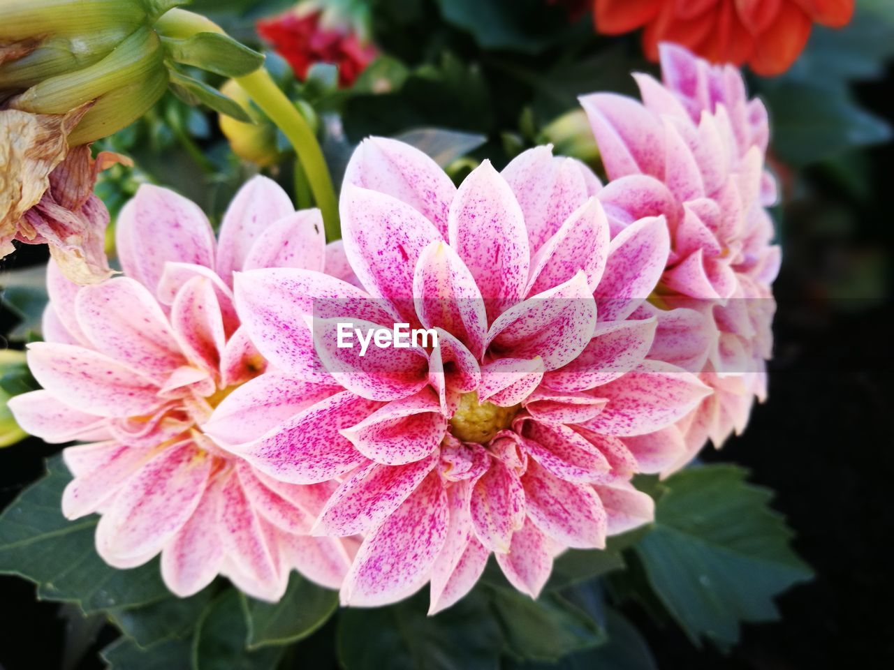 CLOSE-UP OF PINK ROSE FLOWER