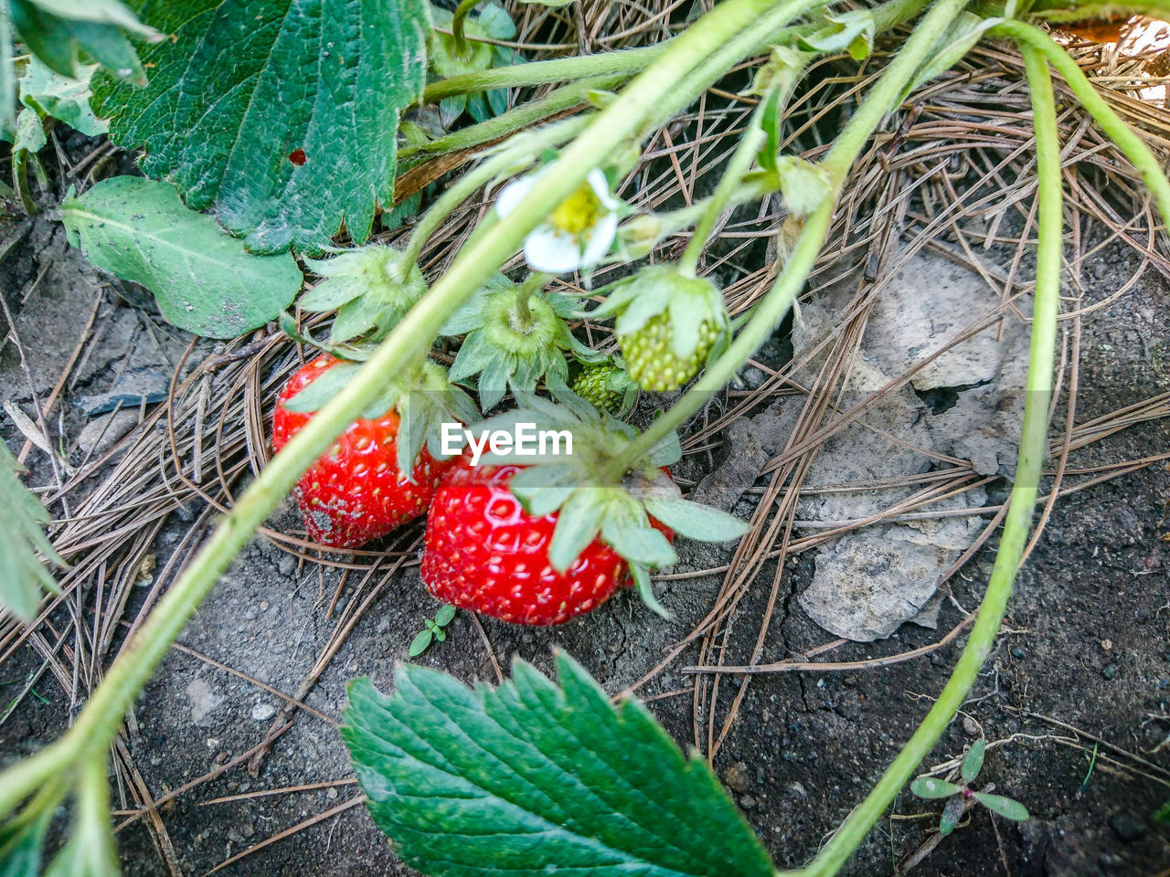 HIGH ANGLE VIEW OF BERRIES ON PLANT