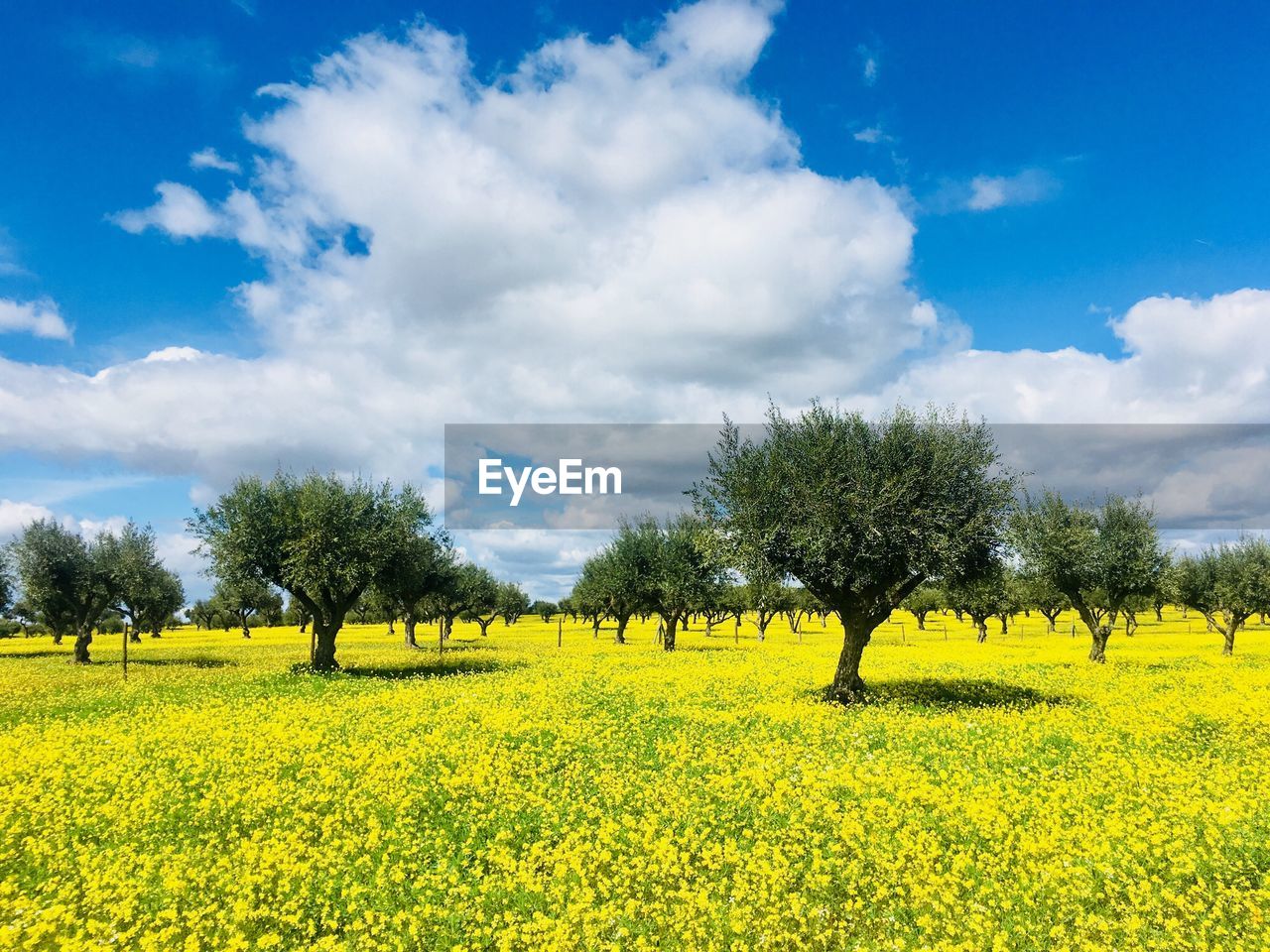 Scenic view of oilseed rapes with trees on field against sky